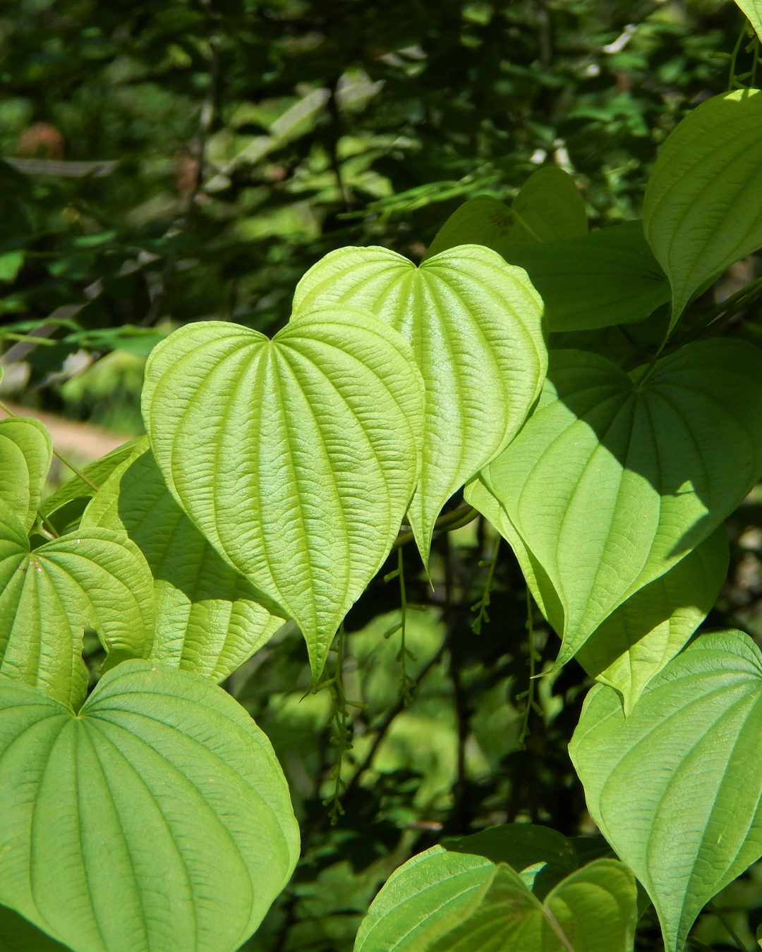 Wild Yam